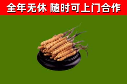 涿鹿烟酒回收冬虫夏草.jpg